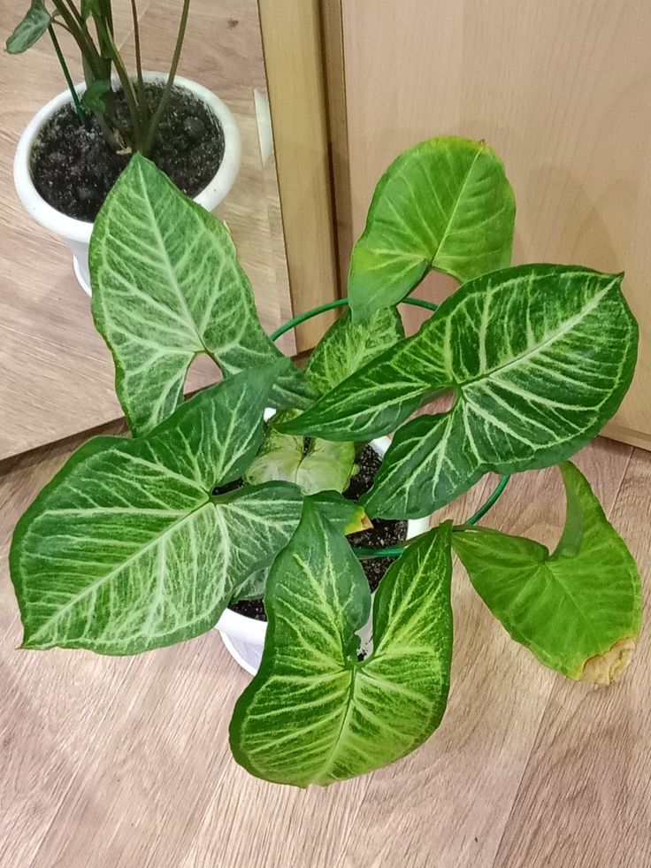 Сингониум Вайт Батерфляй Любит свет и воду, лианообразный, размножается черенками_ سونجونيوم - مشتل اسكندرية - الصورة 1