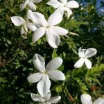 ياسمين اسطنبولي استيك