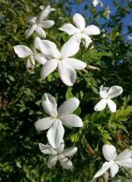 ياسمين اسطنبولي استيك