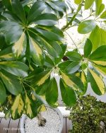 شفليرا جولد استيك - مشتل اسكندرية