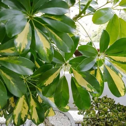 شفليرا جولد استيك - مشتل اسكندرية