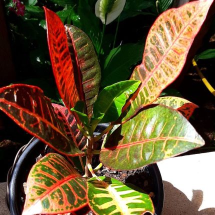 كروتون- مشتل اسكندرية