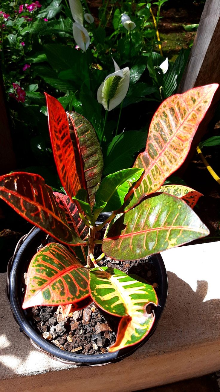 Codiaeum variegatum, _ Cróton _ كروتون- مشتل اسكندرية - الصورة 1