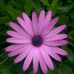 زهور ديمورفتيكا موف