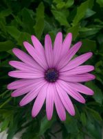 زهور ديمورفتيكا موف