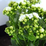 كلانشو ابيض  -مشتل اسكندرية