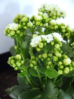 كلانشو ابيض  -مشتل اسكندرية