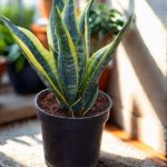 جلد النمر الاصفر مقزم - مشتل اسكندرية