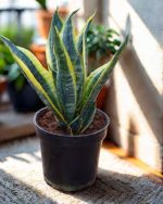 جلد النمر الاصفر مقزم - مشتل اسكندرية