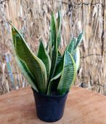 ⁦جلد النمر الاصفر مقزم - مشتل اسكندرية⁩ - الصورة ⁦2⁩