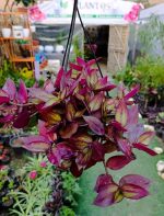 ⁦ترادسكانتيا ملونه - مشتل اسكندرية⁩ - الصورة ⁦2⁩