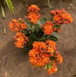 ⁦كلانشو اورنج  -مشتل اسكندرية⁩ - الصورة ⁦2⁩