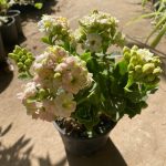 ⁦كلانشو ابيض  -مشتل اسكندرية⁩ - الصورة ⁦2⁩