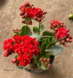 ⁦كلانشو احمر -مشتل اسكندرية⁩ - الصورة ⁦2⁩