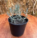 ⁦لافندر - مشتل اسكندرية⁩ - الصورة ⁦2⁩