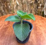 ⁦زعتر بري⁩ - الصورة ⁦2⁩