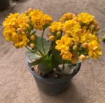 ⁦كلانشو اصفر -مشتل اسكندرية⁩ - الصورة ⁦2⁩