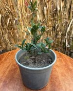 ⁦ورق لوري - مشتل اسكندرية⁩ - الصورة ⁦2⁩