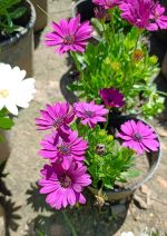 ⁦زهور ديمورفتيكا موف⁩ - الصورة ⁦2⁩