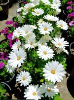 ⁦ديمورفاتيكا ابيض - مشتل اسكندرية⁩ - الصورة ⁦2⁩