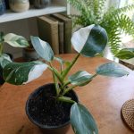 فيلودندرون برنس اوف وايت -مشتل اسكندرية