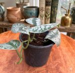 سكندابسوس بكتس -مشتل اسكندرية