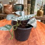 سكندابسوس بكتس -مشتل اسكندرية