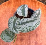 ⁦سكندابسوس بكتس -مشتل اسكندرية⁩ - الصورة ⁦2⁩