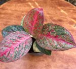 ⁦اجلونيما ريد استار⁩ - الصورة ⁦2⁩