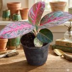 اجلونيما ريد استار