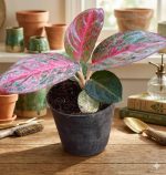 اجلونيما ريد استار