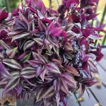 ترادسكانتيا ملونه - مشتل اسكندرية