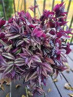 ترادسكانتيا ملونه - مشتل اسكندرية