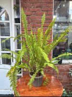 ⁦فوجير - مشتل اسكندرية⁩ - الصورة ⁦2⁩