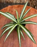 ⁦سبايدر  -مشتل اسكندرية⁩ - الصورة ⁦2⁩