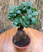 ⁦بونساي فيكس - مشتل اسكندرية⁩ - الصورة ⁦2⁩