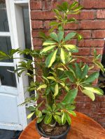 ⁦شفليرا جولد استيك - مشتل اسكندرية⁩ - الصورة ⁦2⁩