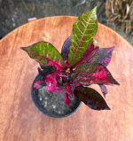 ⁦كروتون- مشتل اسكندرية⁩ - الصورة ⁦2⁩