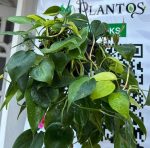 ⁦سكاندس برازيلي كبير⁩ - الصورة ⁦2⁩