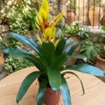 نبات الفريزيا أصفر - مشتل اسكندرية