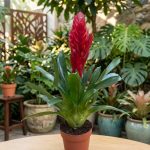 نبات الفريزيا أحمر - مشتل اسكندرية