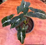 سنجونيم وندلاندي - مشتل اسكندرية