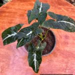 سنجونيم وندلاندي - مشتل اسكندرية