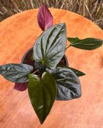 سنجونيم ريد ارو - مشتل اسكندرية