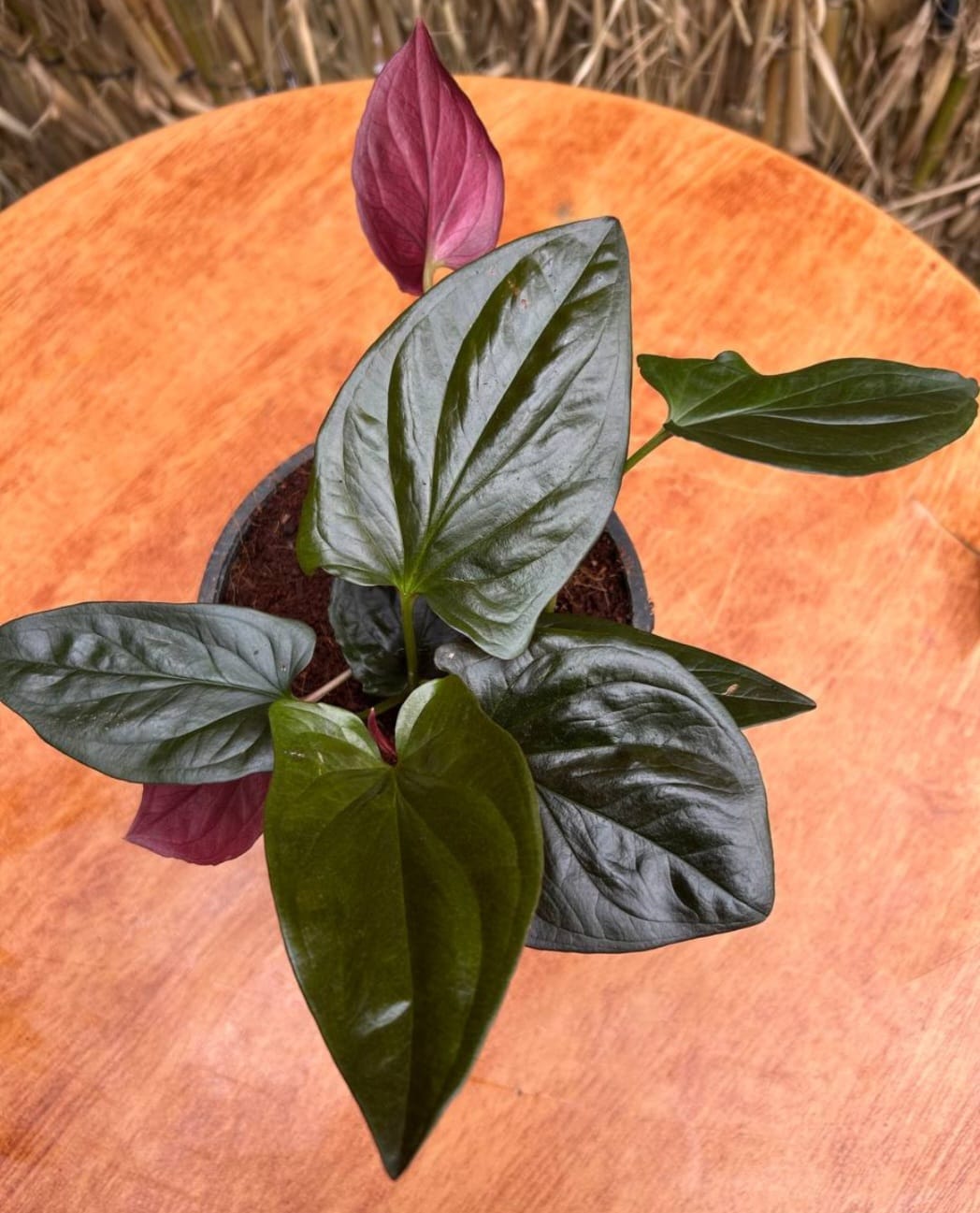 WhatsApp Image 2026-04-03 at 2.50.28 PM سنجونيم ريد ارو - مشتل اسكندرية - الصورة 1