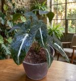 ⁦سنجونيم وندلاندي - مشتل اسكندرية⁩ - الصورة ⁦2⁩