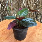 ⁦سنجونيم ريد ارو - مشتل اسكندرية⁩ - الصورة ⁦2⁩