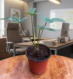 ⁦فيلوديندرون فلوريدا بيوتي - مشتل اسكندرية⁩ - الصورة ⁦2⁩