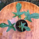 فيلوديندرون فلوريدا بيوتي - مشتل اسكندرية