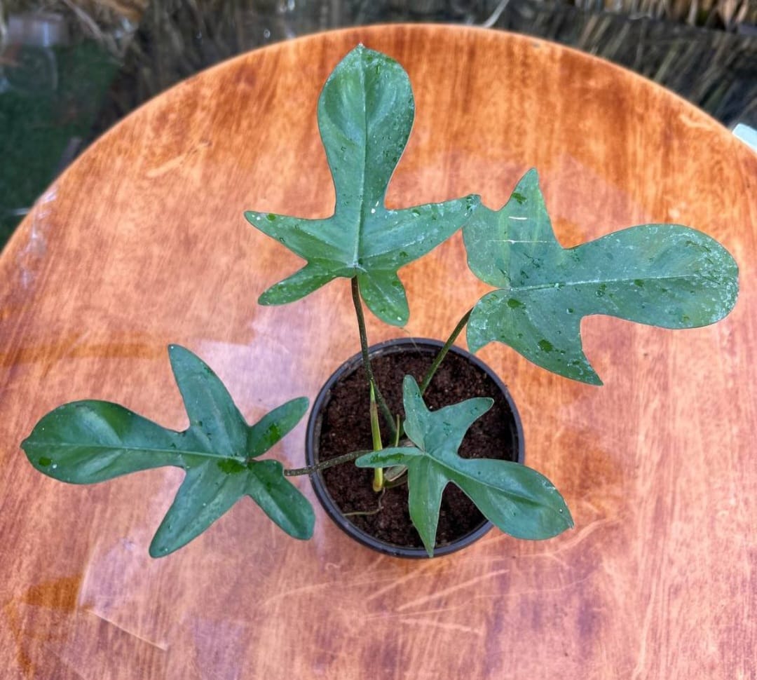 WhatsApp Image 2026-04-03 at 3.32.05 PM فيلوديندرون فلوريدا بيوتي - مشتل اسكندرية - الصورة 1